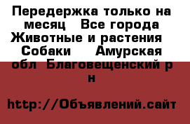 Передержка только на месяц - Все города Животные и растения » Собаки   . Амурская обл.,Благовещенский р-н